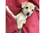 Glitter Pup - Flashy, Miniature Pinscher For Adoption In Oceanside, California