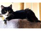 Sweet Pea, Domestic Longhair For Adoption In Great Neck, New York