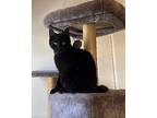 Periwinkle, Domestic Shorthair For Adoption In Great Neck, New York
