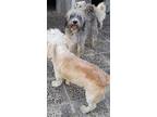 Shylin (mid-east) Yo, Tibetan Terrier For Adoption In Langley, British Columbia
