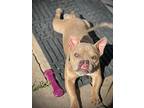 Rhonda, American Pit Bull Terrier For Adoption In Citrus Heights, California