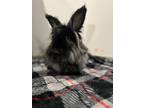 Prince Thomas, Lionhead For Adoption In St. Catharines, Ontario