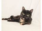 Franchesca, Domestic Shorthair For Adoption In Westfield, Wisconsin