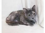 Catrina, Domestic Shorthair For Adoption In Westfield, Wisconsin