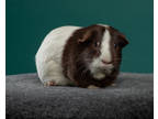 Cupcake, Guinea Pig For Adoption In Santa Paula, California