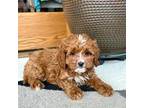 Cavapoo Puppy for sale in Nappanee, IN, USA