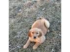 Golden Retriever Puppy for sale in Browerville, MN, USA