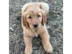 Golden Retriever Puppy for sale in Browerville, MN, USA