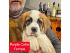Saint Bernard Puppy for sale in Beresford, SD, USA
