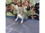 French Bulldog Puppy for sale in Lodi, NJ, USA