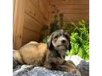 Mutt Puppy for sale in Neillsville, WI, USA