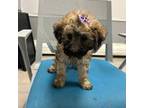 Mutt Puppy for sale in Whitman, MA, USA