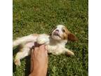 Cavalier King Charles Spaniel Puppy for sale in Casa Grande, AZ, USA