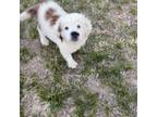 Saint Bernard Puppy for sale in Palmdale, CA, USA