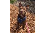 Adopt Hope a Pit Bull Terrier, Mixed Breed