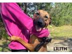 Adopt Lilith a Shepherd, Labrador Retriever