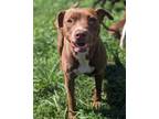 Adopt Nova a Pit Bull Terrier, Mixed Breed