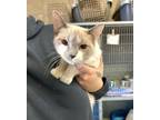 Adopt Siren a Siamese