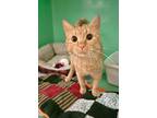 Adopt Marigold a Domestic Short Hair