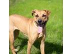 Adopt Addison a Labrador Retriever