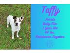 Adopt Taffy a American Staffordshire Terrier