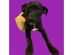 Adopt Bertha a Labrador Retriever