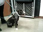 Adopt BETTY a Pit Bull Terrier, Shar-Pei