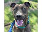 Adopt RAVEN a Labrador Retriever, Pit Bull Terrier