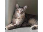 Adopt *Parsley a Domestic Short Hair