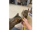 Adopt Clover a Domestic Short Hair, Tabby