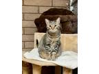 Adopt Juniper a Domestic Short Hair, Tabby