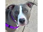 Adopt Wilma a Pit Bull Terrier