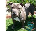 Adopt Sissy a Pit Bull Terrier