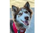 Adopt Kira a Siberian Husky