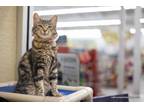 Adopt Bijou a Tabby