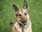 Adopt BUMBLEBEE a German Shepherd Dog, Mixed Breed