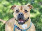 Adopt KIWI a Pit Bull Terrier