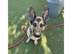 Adopt PANCAKE a German Shepherd Dog