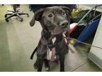 Adopt IVY a Labrador Retriever, Mixed Breed