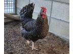 Adopt HENRIETTA a Chicken