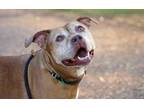 Adopt LILY a Boxer, Pit Bull Terrier
