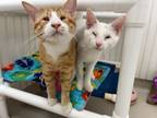 Adopt Rogue & Colossus (special needs) a Domestic Short Hair