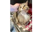 Adopt Farrah: DLH (FCID# 02/28/2024 - 902 Trainer) a Domestic Long Hair, Tabby