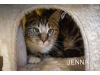 Adopt Jenna (FCID# 02/20/2024 - 51 Trainer a Tabby