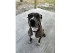 Adopt Kayla a Pit Bull Terrier