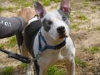 Adopt NALA a American Staffordshire Terrier, Mixed Breed