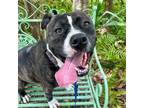 Adopt Tasha a Pit Bull Terrier