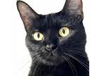 Adopt Crystal a Domestic Short Hair