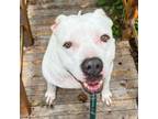 Adopt Crystal a Pit Bull Terrier, Mixed Breed