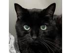 Adopt Annabelle a Domestic Short Hair